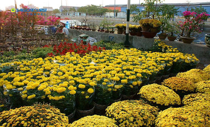 tết âm lịch 2019 tết âm lịch 2019