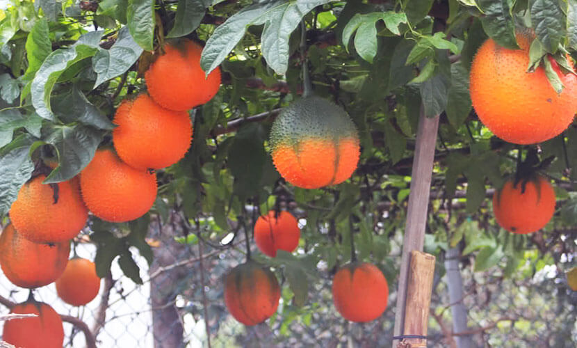 làm giàu tại nông thôn làm giàu tại nông thôn